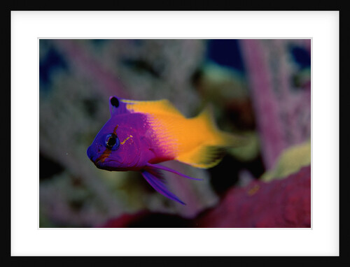 Royal Gramma or Fairy Basslet. (Gramma loreto) Caribbean by Anonymous