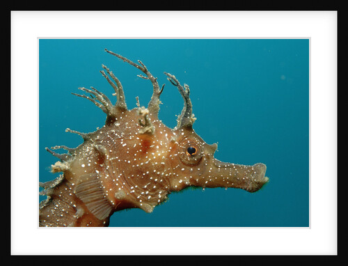 Seahorse head (Hippocampus guttulatus). by Anonymous