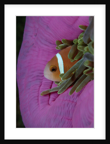 Anemonefish (Amphiprion nigripes) in a Sea Anemone, Pacific Ocean. by Anonymous