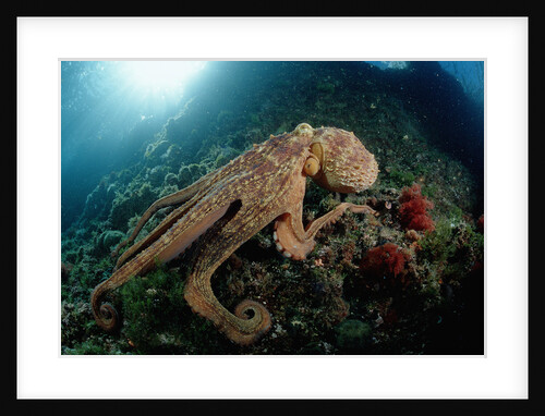 Octopus (Octopus vulgaris) by Anonymous
