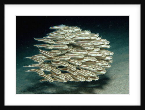 Striped Eel Catfish school (Plotosus lineatus). by Anonymous