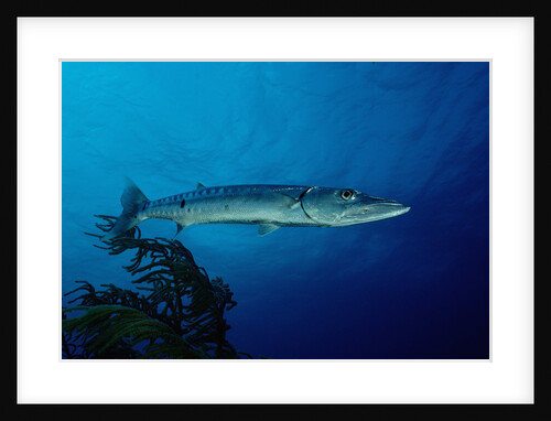Great Barracuda (Sphyraena barracuda) by Anonymous