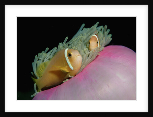 Anemonefishes (Amphiprion nigripes) in a Sea Anemone, Pacific Ocean. by Anonymous