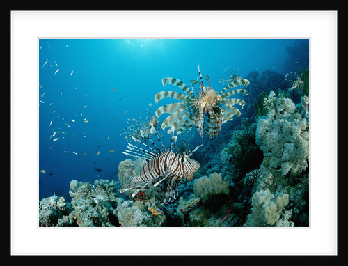 Lionfishes or Turkeyfishes near a Coral Reef (Pterois volitans), Indian Ocean. by Anonymous