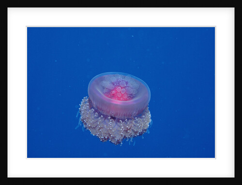 Crown Jellyfish (Netrostoma setouchina), Red Sea, Egypt. by Anonymous
