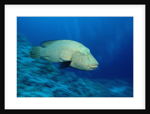 Humpback Wrasse (Cheilinus undulatus), Indo-Pacific Ocean. by Anonymous