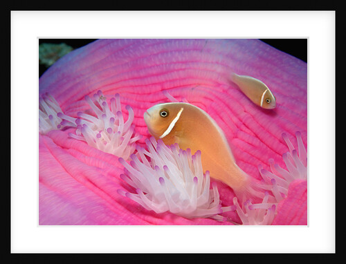 Pink Anemonefishes in a Sea Anemone (Amphiprion perideraion), Pacific Ocean. by Anonymous