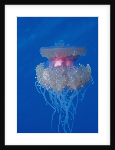 Crown Jellyfish (Netrostoma setouchina), Red Sea, Egypt. by Anonymous
