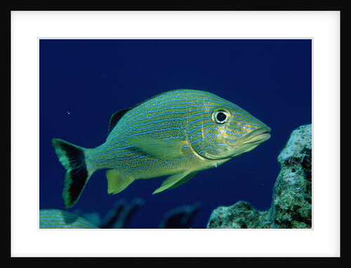 French Grunt (Haemulon flavolineatum) Caribbean by Anonymous