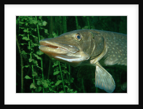 Pike head (Esox lucius). by Anonymous