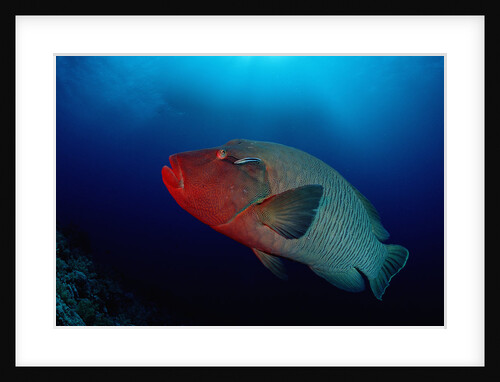 Humpback Wrasse (Cheilinus undulatus), Indian Ocean. by Anonymous