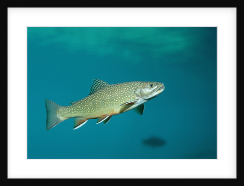Brook Trout (Salvelinus fontinalis). by Anonymous