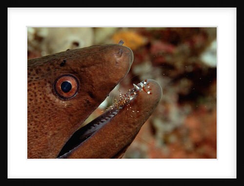 Yellow-margined Moray (Gymnothorax flavimarginatus) and Cleaner Shrimp working around its open mouth by Anonymous