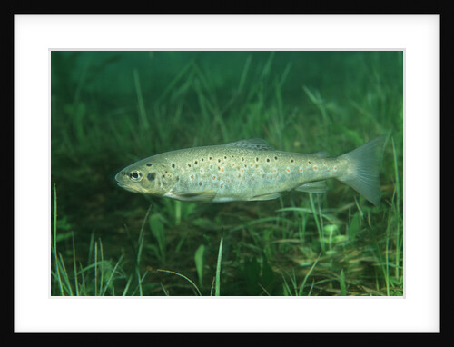 Trout (Salmo trutta), Austria, Europe. by Anonymous