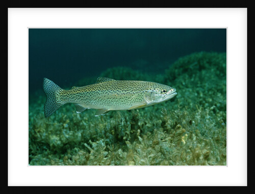 Rainbow Trout (Oncorhynchus mykiss). by Anonymous