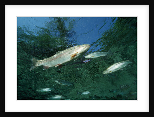 Rainbow Trout (Oncorhynchus mykiss) by Anonymous