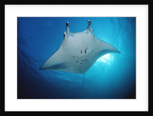 Manta Ray (Manta birostris), Maldives Islands, Indian Ocean. by Anonymous
