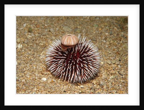 Violet Sea Urchin living animal and its test or shell on its top (Sphaerechinus granularis) by Anonymous