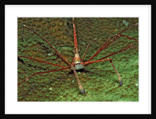 Spider crab, Stenorhynchus seticornus, British Virgin Islands, BVI, Caribbean Sea, Leeward Islands by Anonymous