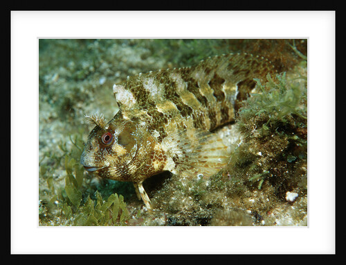 Tompot Blenny (Parablennius gattorugine), Croatia, Mediterranean Sea. by Anonymous