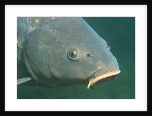 Carp head (Cyprinus carpio), Germany. by Anonymous
