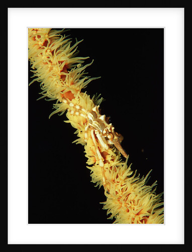 Gorgonian Crab (Xenocarcinus tuberculatus), Indonesia, Indo-Pacific Ocean. by Anonymous