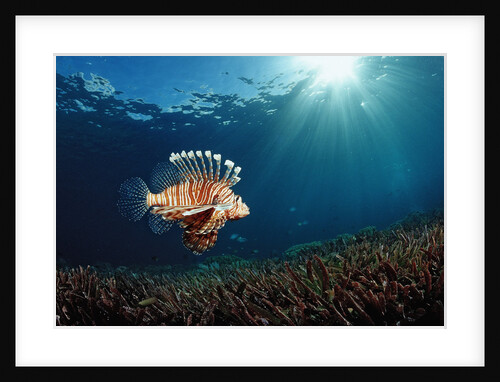 Lionfish or Turkeyfish (Pterois volitans), Indonesia. by Anonymous
