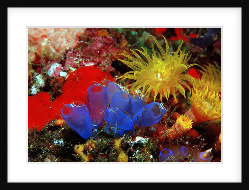 Blue Sea Squirts or Tunicates (Dendrophillia) and Yellow Cave Coral (Tubastrea) by Anonymous