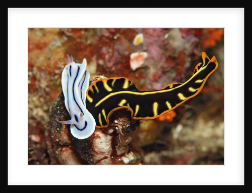 Marine Flatworm and a Sea Slug or Nudibranch (Chromodoris willani) by Anonymous