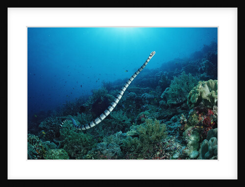 Banded Yellow-lip Sea Snake (Laticauda colubrina), Indonesia, Sulawesi, Indian Ocean. by Anonymous