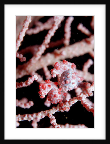 Two Pigmy-Seahorses (Hippocampus bargibanti) on a Sea Fan, Komodo National Park, Indian Ocean. by Anonymous