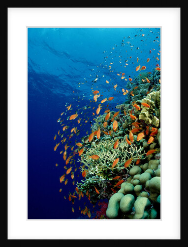 Schooling Lyretail Anthias and near a coral reef. (Pseudanthias squamipinnis) Red Sea by Anonymous