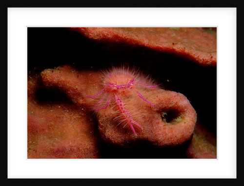 Sponge Crab or Squat Lobster (Lauriea siagiani), Komodo National Park, Indian Ocean. by Anonymous