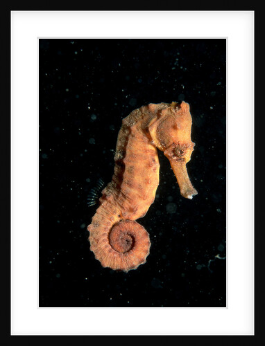 Longsnout Seahorse (Hippocampus reidi), Pacific Ocean. by Anonymous