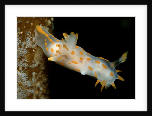 Nudibranch (Limacia clavigera), Atlantic Ocean. by Anonymous