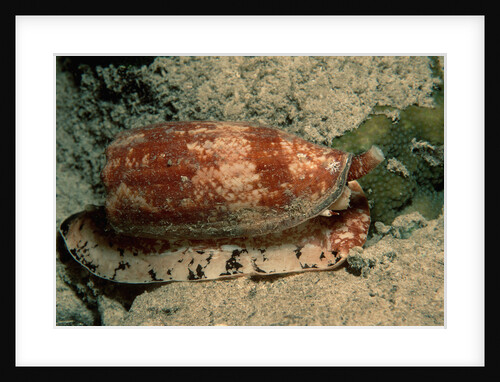 Front-Gilled or Geographic Cone Snail (Conus geographus), Pacific Ocean. by Anonymous