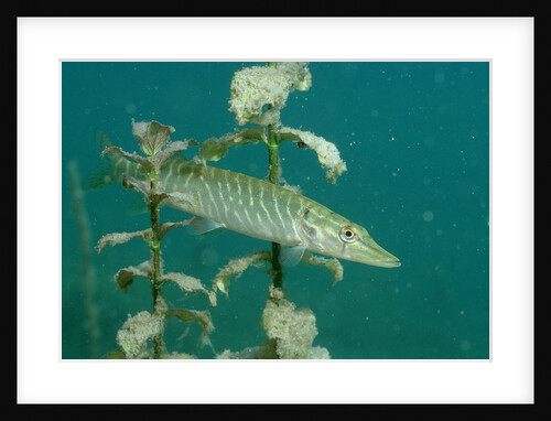 Pike (Esox lucius), Bavaria, Germany, Europe. by Anonymous
