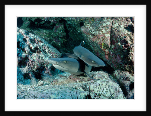 Hunting Whitetip Reef Sharks (Triaenodon obesus), Central America, Pacific Ocean. by Anonymous