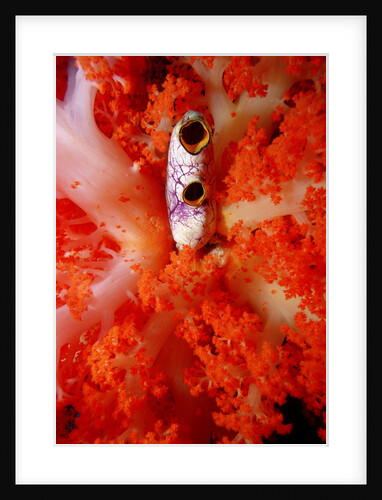 Sea Squirt Tunicate growing in Soft Coral (Ascidia), Komodo National Park, Indian Ocean. by Anonymous