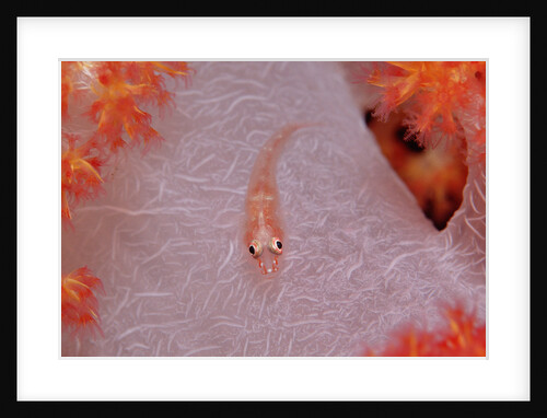 Common Ghost Goby on a Soft Coral. (Pleurosicya mossambica) Komodo National Park, Indian Ocean by Anonymous