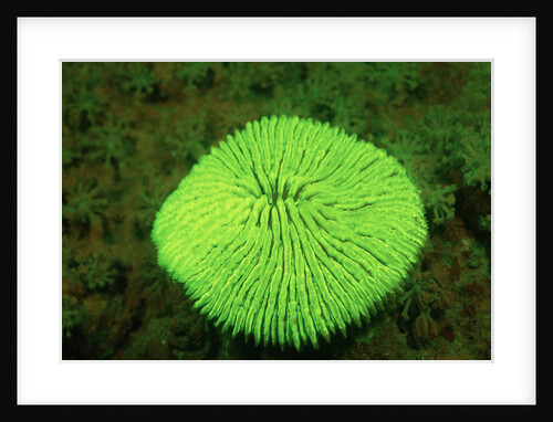 Fluorescing Mushroom Coral (Ctenactis echinata), Komodo National Park, Indian Ocean. by Anonymous