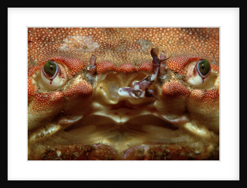 Close-up of a European Crab face showing its eyes (Cancer pagurus), Atlantic ocean. by Anonymous