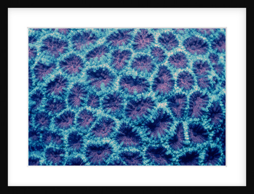 Fluorescing Hard Coral, Komodo National Park, Indian Ocean. (Compare with 438802) by Anonymous