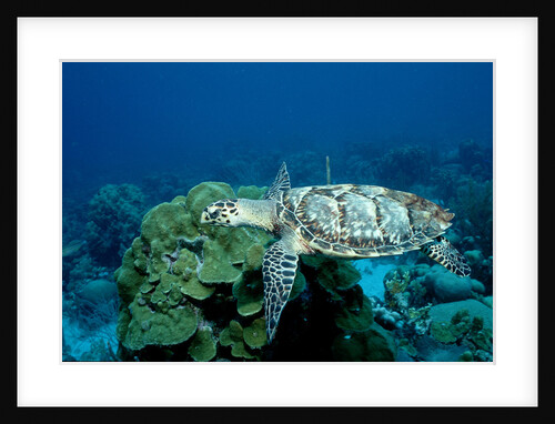 Hawksbill Sea Turtle swimming over a Coral Reef (Eretmochelys imbricata), Caribbean Sea. by Anonymous