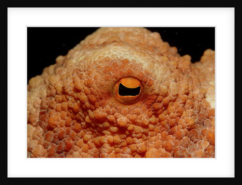 Octopus head and eye. (Octopus vulgaris) Mediterranean Sea by Anonymous