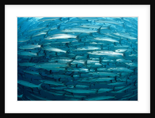 Blackfin Barracuda (Sphyraena qenie) Pacific Ocean by Anonymous