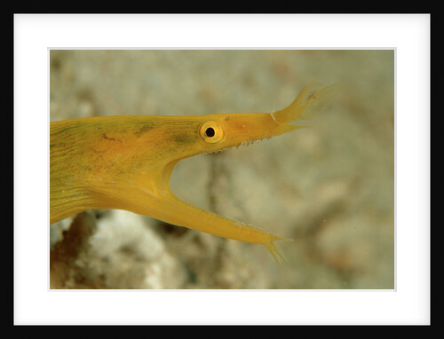 Yellow Ribbon Eel (Rhinomuraena quaesita) Rhinomuraena quaesita by Anonymous