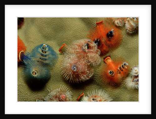 Color variation in Christmas Tree Worms growing on Coral (Spirobranchus giganteus) by Anonymous