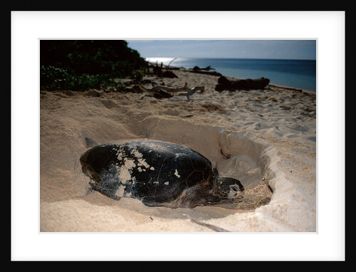 Green Sea Turtle digging a nesting hole on a beach (Chelonia mydas), Pacific Ocean, Borneo. by Anonymous