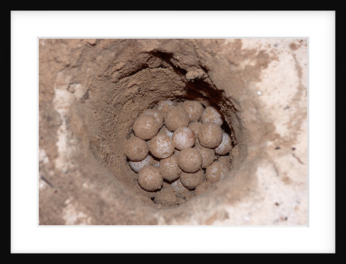 Green Sea Turtle eggs in a nest on a beach (Chelonia mydas), Pacific Ocean, Borneo. by Anonymous